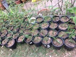 Ginger Seedling Plants -Plant Shop Ginger 1