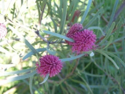 Hakea Grammatophylla – MacDonnell Ranges Hakea Seeds -Plant Shop Hakea grammatophylla MacDonnell Ranges Hakea 2