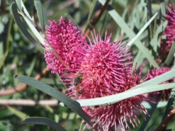 Hakea Grammatophylla – MacDonnell Ranges Hakea Seeds -Plant Shop Hakea grammatophylla MacDonnell Ranges Hakea 22