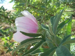 Hibiscus Splendens – Pink Native Hibiscus Seeds -Plant Shop Hibiscus splendens Pink Native Hibiscus 4