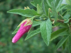 Hibiscus Splendens – Pink Native Hibiscus Seeds -Plant Shop Hibiscus splendens Pink Native Hibiscus 9