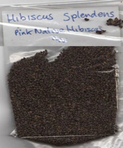 Hibiscus Splendens – Pink Native Hibiscus Seeds -Plant Shop Hibiscus splendens Pink Native Hibiscus seeds 2018