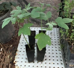 Hibiscus Splendens – Pink Native Hibiscus Seeds -Plant Shop Hibiscus splendens Pink Native Hibiscus tubestock