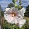 Hollyhock Single Mix Seeds -Plant Shop Hollyhock1