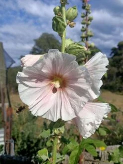 Hollyhock Single Mix Seeds