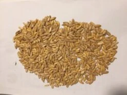 Honeydew Melon Seeds