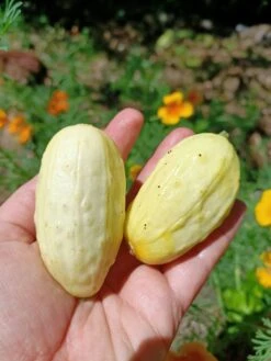 Cucumber Mini White Seeds