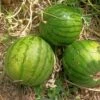 Watermelon Hamby Seeds -Plant Shop IMG20230222115913 scaled 1