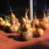 Gourd – Mystery Shapes Seeds -Plant Shop IMG 0287