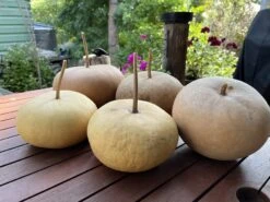 Canteen Gourd Seeds -Plant Shop IMG 0667 scaled 1