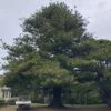 Araucaria Heterophylla – Norfolk Island Pine (pack Of 30) Seeds