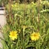 Microseris Scapigera – Murnong (Yam Daisy) Seeds -Plant Shop IMG 1785 scaled 1