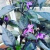 Black Pearl Chilli Seeds -Plant Shop IMG 20200504 094355 058