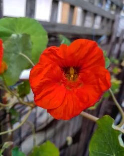 Organic Nasturtiums – Orange Bloomers Seeds -Plant Shop IMG 20200917 224614 802