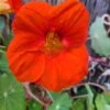 Organic Nasturtiums – Orange Bloomers Seeds -Plant Shop IMG 20200917 224614 809
