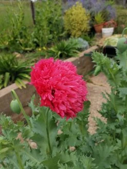 Plant Shop -Plant Shop IMG 20200924 130921 scaled 1