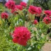 Peony Poppy Seeds -Plant Shop IMG 20201105 144806 scaled 1