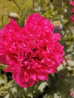 Peony Poppy Seeds -Plant Shop IMG 20201105 144812 scaled 1