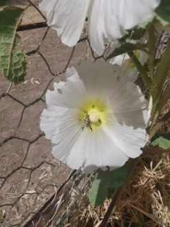 Hollyhock (white) Seeds -Plant Shop IMG 20210103 152919 scaled 1