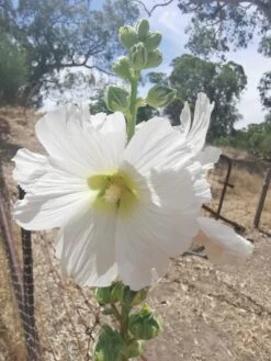 Hollyhock (white) Seeds -Plant Shop IMG 20210103 153002 scaled 1