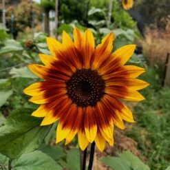 Evening Sun Sunflower Seeds