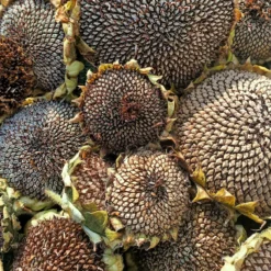 Mixed Sunflower Seeds Seeds -Plant Shop IMG 20230321 131107 652