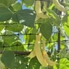 Climbing Beans – Golden Romano Seeds -Plant Shop IMG 2239 Copy scaled 1