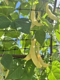 Climbing Beans – Golden Romano Seeds