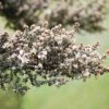 Leptospermum Lanigerum – Woolly Tea Tree Seeds -Plant Shop IMG 2744