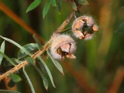 Leptospermum Lanigerum – Woolly Tea Tree Seeds -Plant Shop IMG 2746