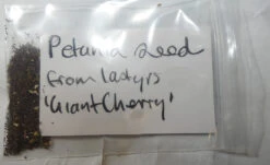 Petunia ‘Giant Cherry’ – Petunia X Hybrida Grandiflora Seeds -Plant Shop IMG 3097