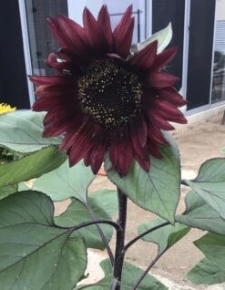 Sunflower Total Eclypse Seeds -Plant Shop IMG 3151
