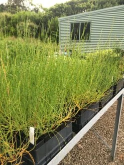 Allocasuarina Verticillata – Drooping Sheoak Seeds -Plant Shop IMG 3219 scaled 1