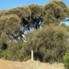 Allocasuarina Verticillata – Drooping Sheoak Seeds -Plant Shop IMG 3232