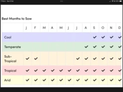 Ring Of Fire Sunflower Seeds -Plant Shop IMG 3688