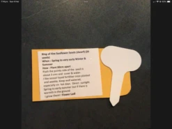 Ring Of Fire Sunflower Seeds -Plant Shop IMG 3689