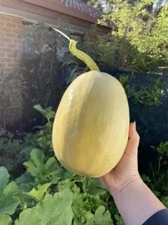 Spaghetti Squash Seeds