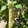 Peas – Golden Podded Seeds -Plant Shop IMG 3981 scaled 1