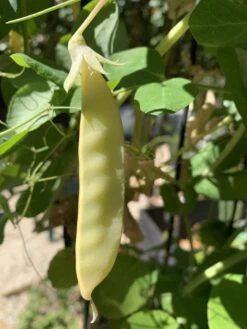 Peas – Golden Podded Seeds