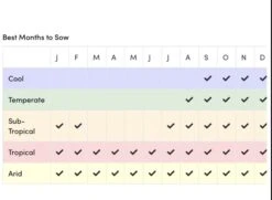 Sunflower Total Eclypse Seeds -Plant Shop IMG 4466