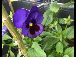 Swiss Giants Ullswater Blue Pansy Seeds -Plant Shop IMG 5040