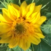 Sunsation Sunflower Dwarf Seeds -Plant Shop IMG 5092