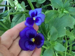 Swiss Giants Ullswater Blue Pansy Seeds
