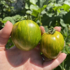 Green Zebra Tomato Seeds -Plant Shop IMG 5207