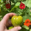 Green Zebra Tomato Seeds -Plant Shop IMG 5208 2