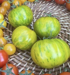 Green Zebra Tomato Seeds -Plant Shop IMG 5209