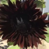 Sunflower Total Eclypse Seeds -Plant Shop IMG 6531
