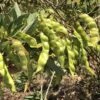Pigeon Pea Large Seed Variety Seeds -Plant Shop IMG 8066 1 scaled 1