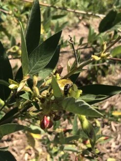 Pigeon Pea Large Seed Variety Seeds -Plant Shop IMG 8067 1 scaled 1