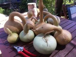 Gourd – Mystery Shapes Seeds -Plant Shop IMG 8187 scaled 1